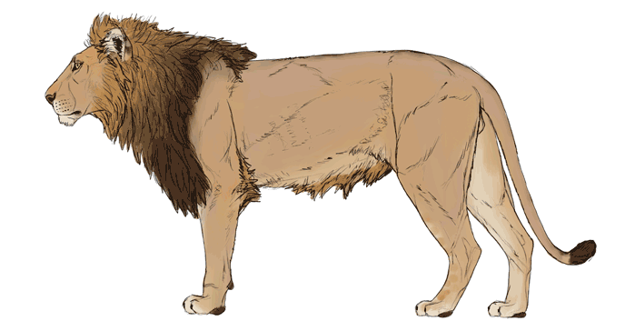 comment-dessiner-de-grands-chats-couleurs-lion-5