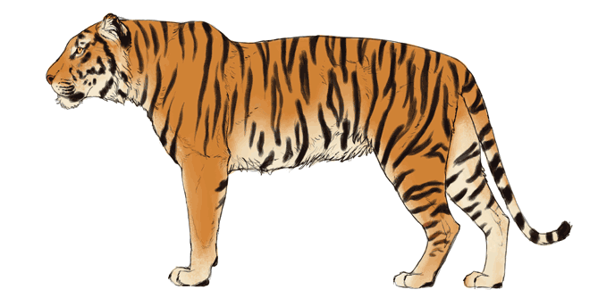 comment-dessiner-de-grands-chats-couleurs-tigre-4