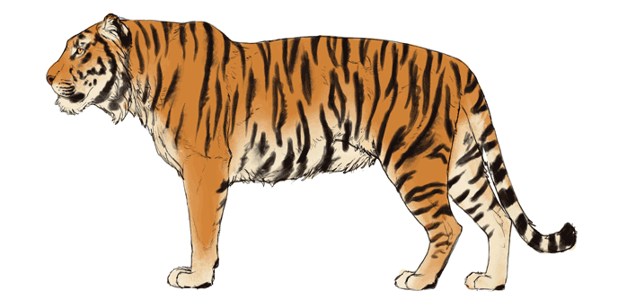 comment-dessiner-de-grands-chats-couleurs-tigre-5