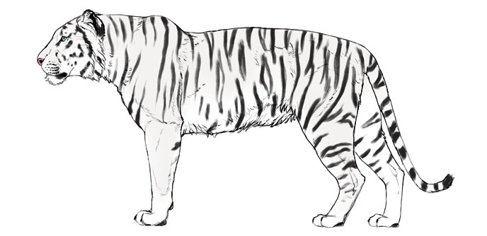 comment-dessiner-de-grands-chats-couleurs-tigre-6