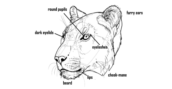 how-to-draw-big-cats-head-details