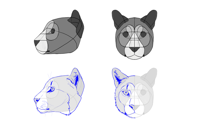 how to draw mountain lion head