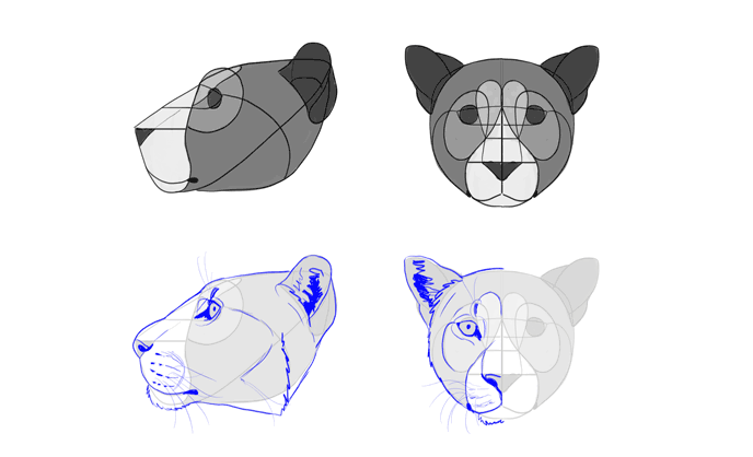 how-to-draw-big-cats-heads-leopard