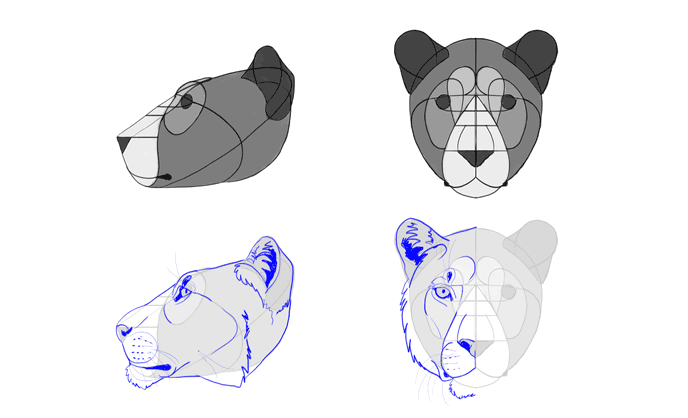 how-to-draw-big-cats-heads-lion