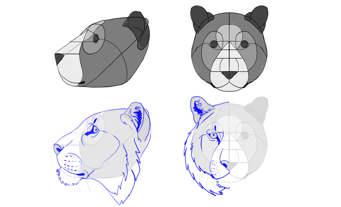 how-to-draw-big-cats-heads-tiger