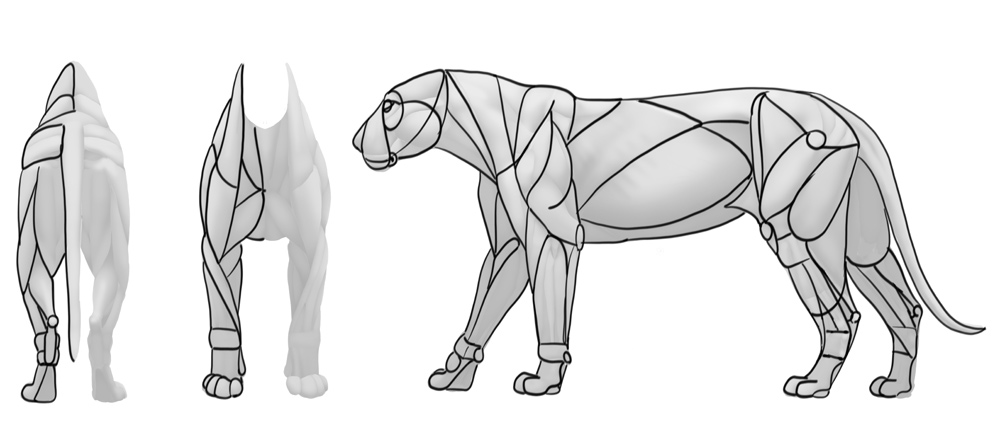 comment-dessiner-des-muscles-de-gros-chats-simplifiés