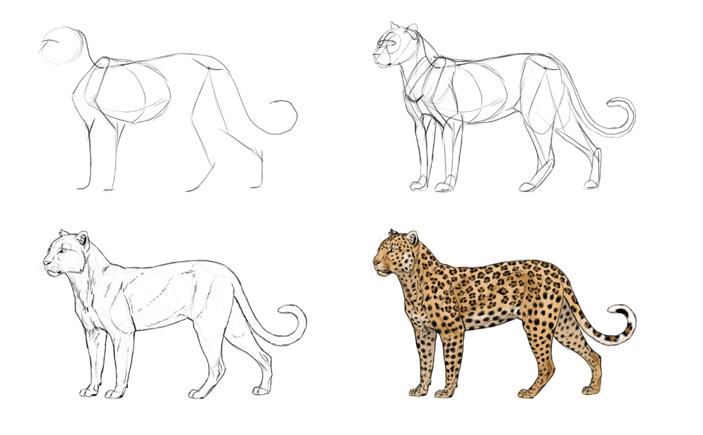 how to draw a wild cat