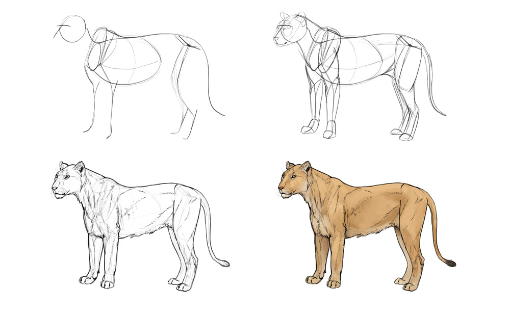 how-to-draw-big-cats-process-lion