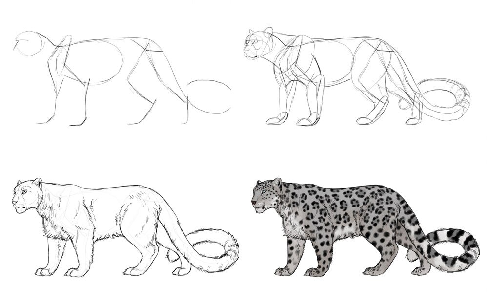 how-to-draw-big-cats-process-snow-leopard