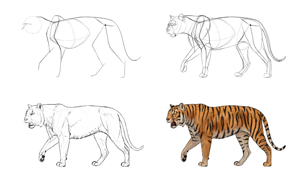 comment-dessiner-des-grands-chats-traiter-un-tigre