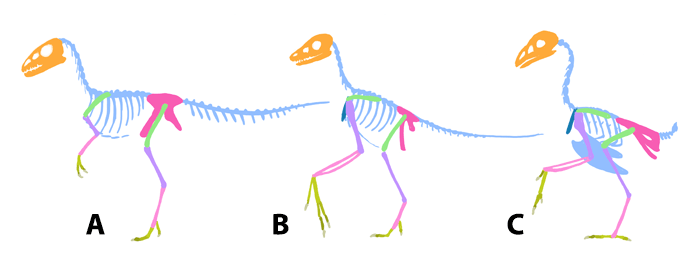 how-to-draw-birds-dinosaur-bird-comparison