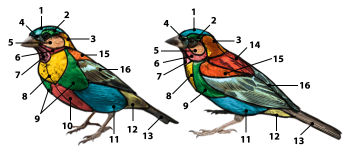 how-to-draw-birds-feathers-diagram