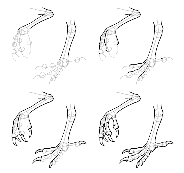 Owl Feet Drawing