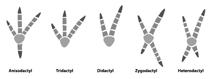 how-to-draw-birds-feet-toe-arrangement