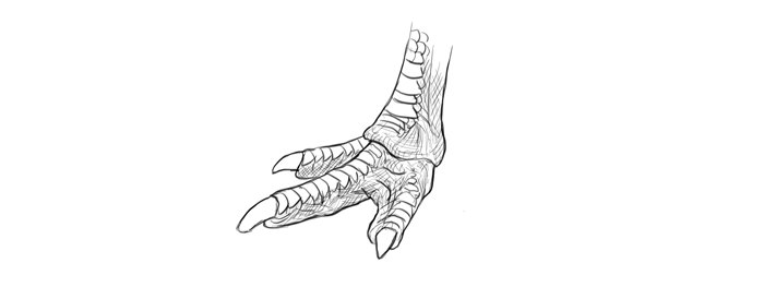 how-to-draw-birds-foot-ostrich