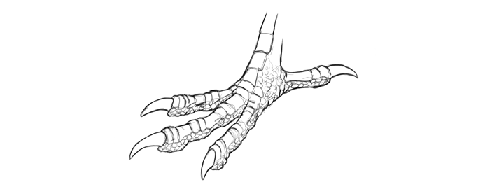 how-to-draw-birds-foot-perching