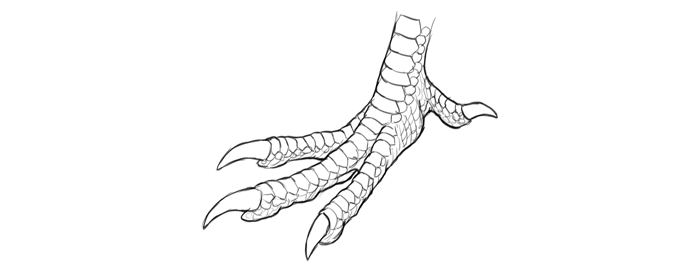 how-to-draw-birds-foot-scratching