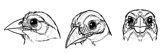 how-to-draw-birds-head-10