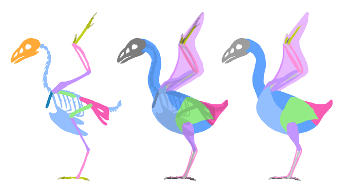 how-to-draw-birds-muscles