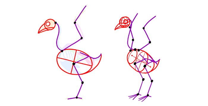 how-to-draw-birds-skeleton-simplified