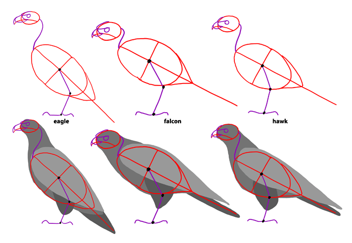 how-to-draw-birds-species-birdsofprey