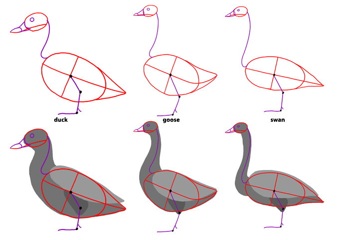 how-to-draw-birds-species-ducks