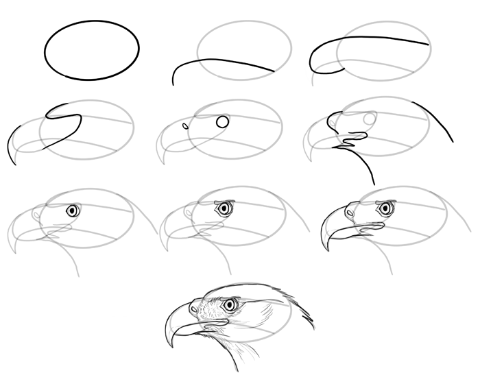 how-to-draw-birds-species-head-birdsofprey