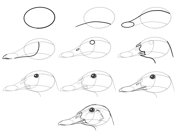 how-to-draw-birds-species-head-ducks