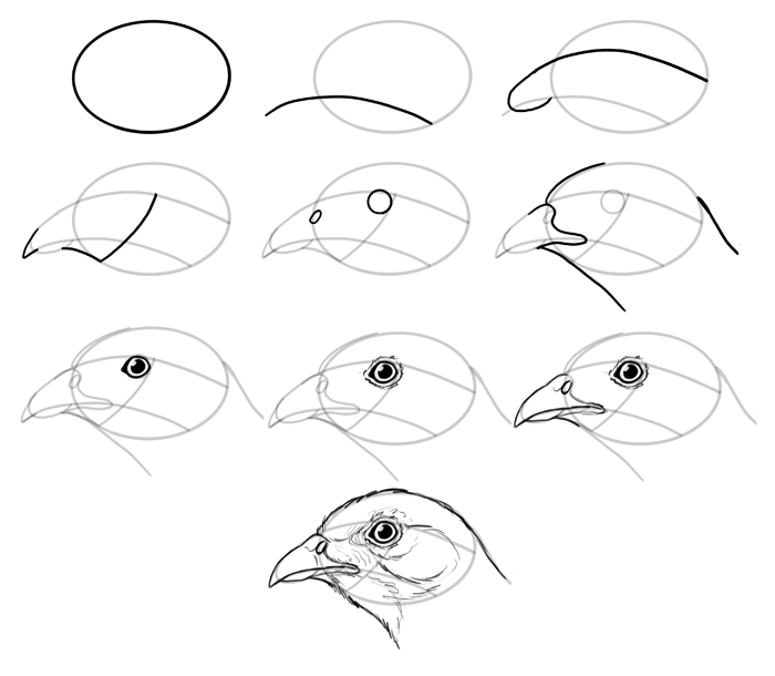 how to draw a realistic bird step by step