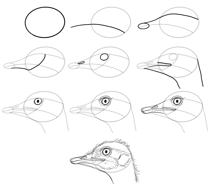 how-to-draw-birds-species-head-ostriches