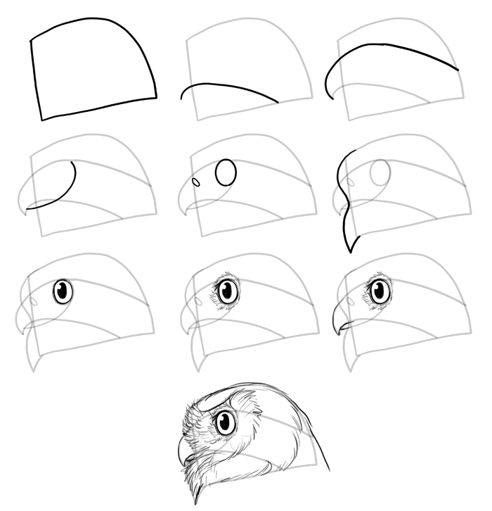 how-to-draw-birds-species-head-owls