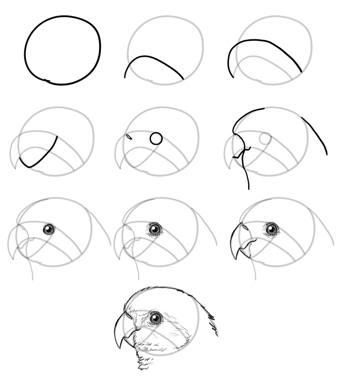 how-to-draw-birds-species-head-parrots