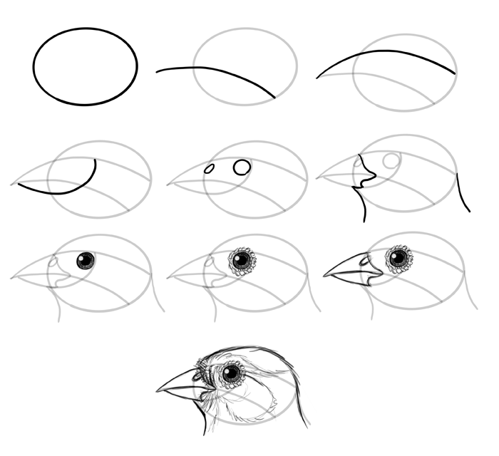 how-to-draw-birds-species-head-passerine