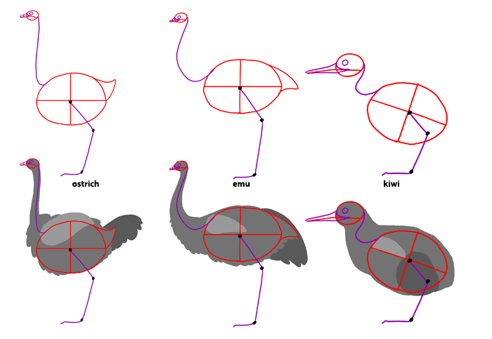 how-to-draw-birds-species-ostriches