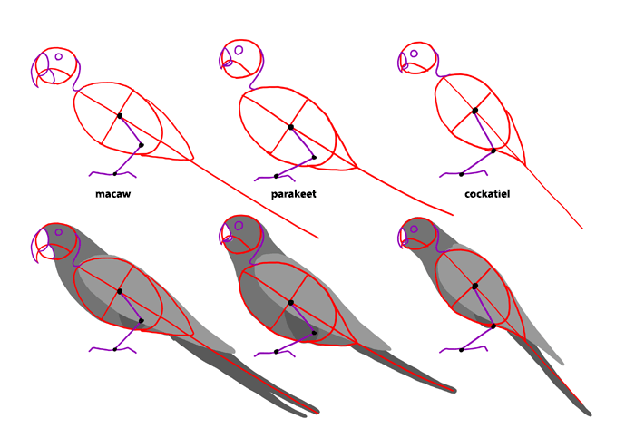 how-to-draw-birds-species-parrots