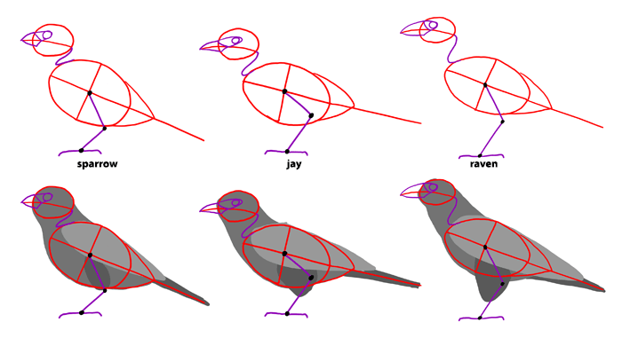 how-to-draw-birds-species-passerines