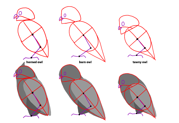 how-to-draw-birds-speciesowls