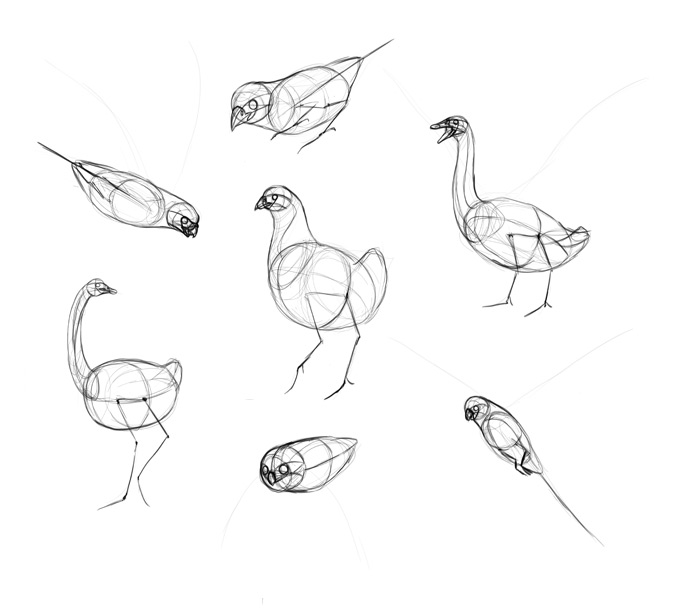 How to Draw Birds: 8 Techniques and Tips