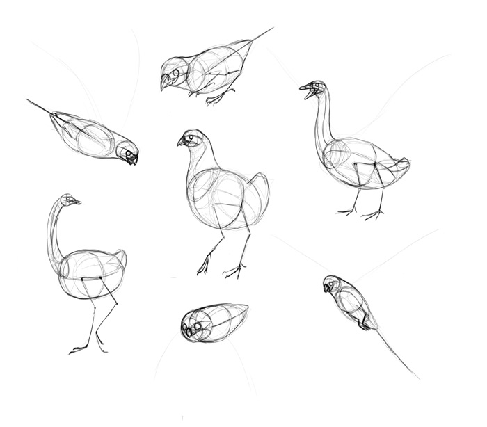 how to draw a realistic bird step by step