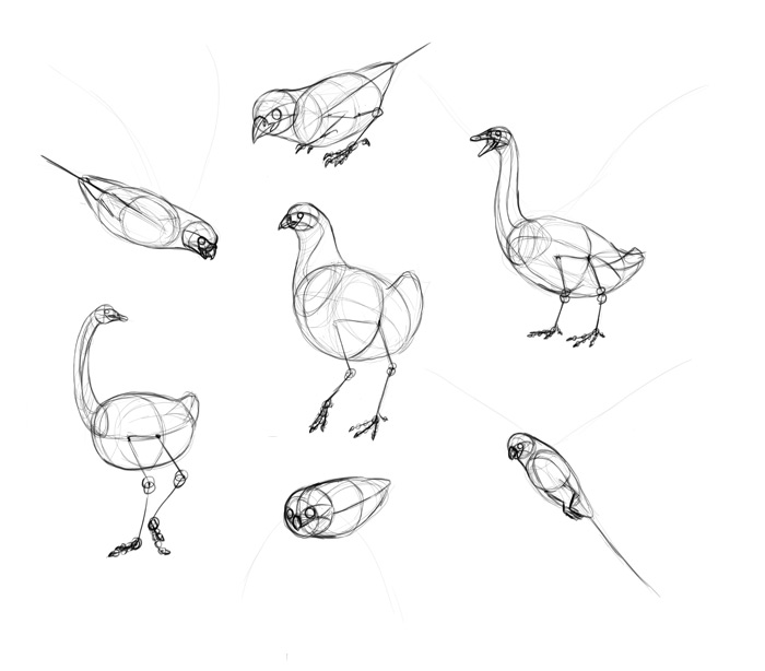 how-to-draw-birds-step-by-step-12