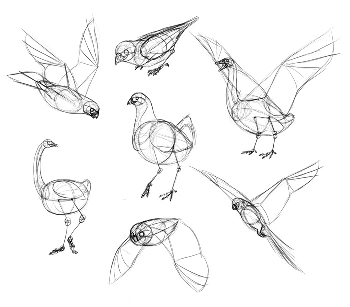 how-to-draw-birds-step-by-step-13