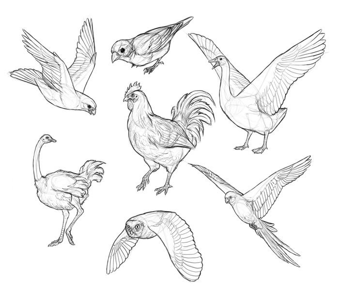 how-to-draw-birds-step-by-step-14