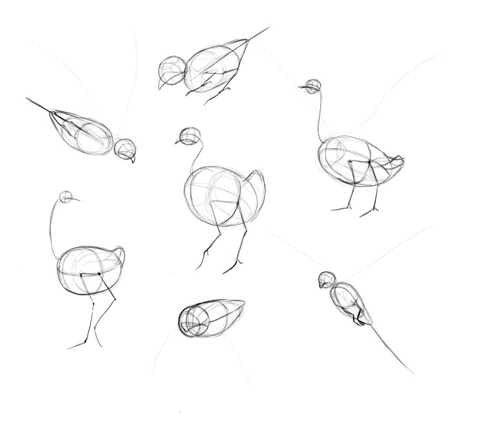 how-to-draw-birds-step-by-step-5