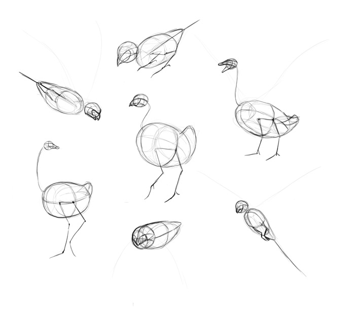 how-to-draw-birds-step-by-step-7