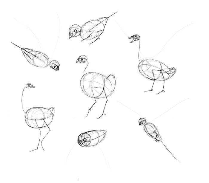 how-to-draw-birds-step-by-step-8