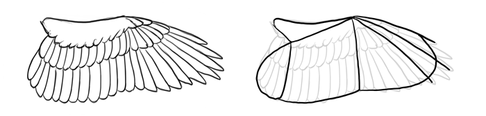 how-to-draw-birds-wings-hawk