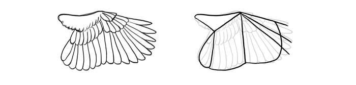 how-to-draw-birds-wings-scratching