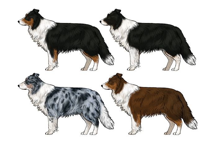 comment-dessiner-des-chiens-border-collie-couleurs