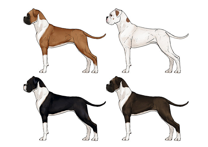 comment-dessiner-des-chiens-boxer-couleurs