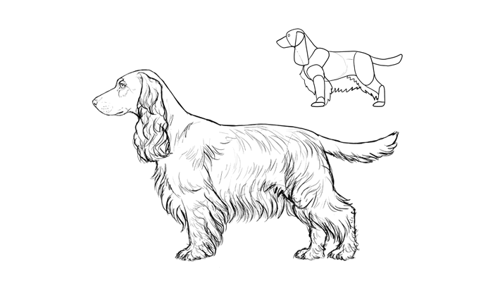 comment-dessiner-des-races-de-chien-cocker-spaniel